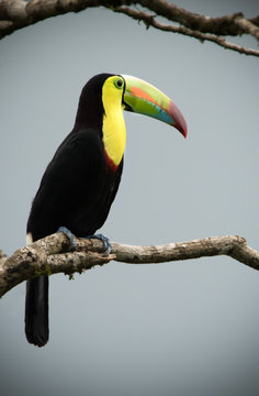Toucan