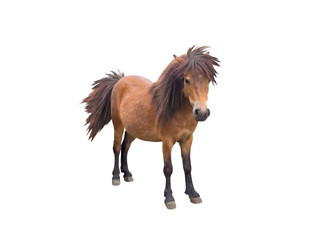 Brown pony horse