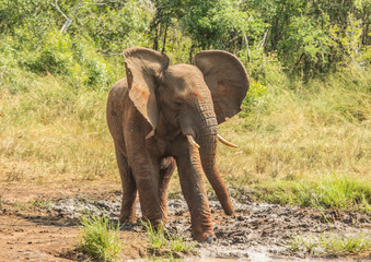 Fototapeta na wymiar Young african savannah elephant bull at a waterhole spraying mud on his body as sun protection at the Hluhluwe iMfolozi Park