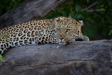 Leopard
