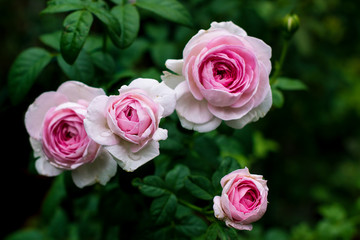 Beautiful pink roses in the garden, with shallow depth of field, selective focus.