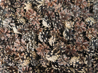 Pine cones