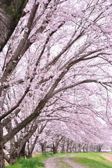 Obraz premium 桜並木の散歩道