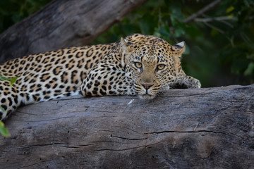 Leopard