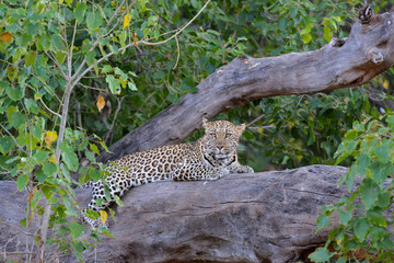 Leopard