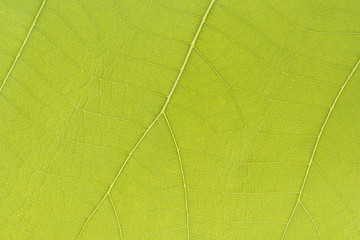 Close-up green leaf for background and textured