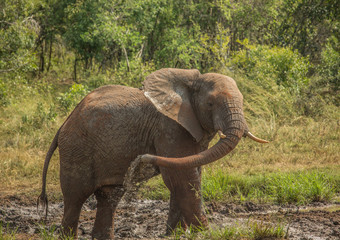 Fototapeta premium Young african savannah elephant bull at a waterhole spraying mud on his body as sun protection at the Hluhluwe iMfolozi Park