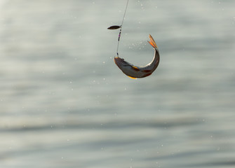 Fish on the hook