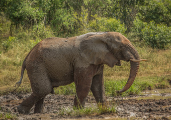 Fototapeta premium Young african savannah elephant bull at a waterhole spraying mud on his body as sun protection at the Hluhluwe iMfolozi Park