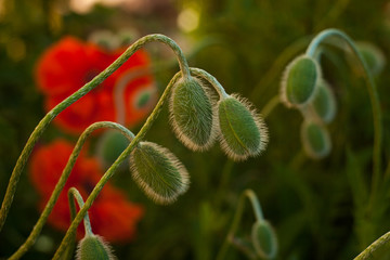  poppy buds, Spring summer background