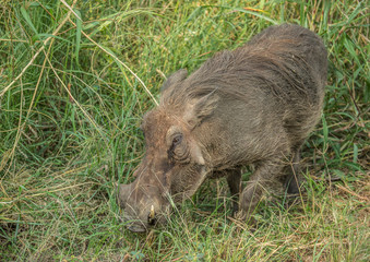 Warthog in the grasslands of the Hluhluwe iMfolozi Park