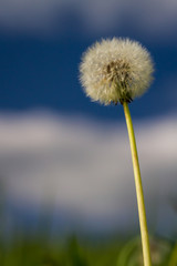 Single dandelion blossom and stem in front of a Landscape