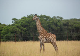 Naklejka na ściany i meble Young giraffe at the grasslands on the area of the Ezulwini Game Lodge
