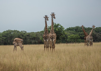 Giraffes at the grasslands on the area of the Ezulwini Game Lodge