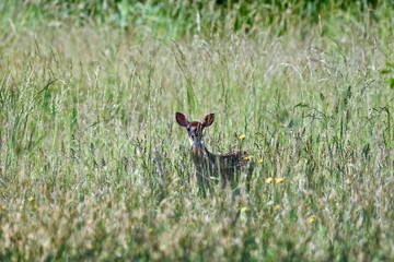 White-tailed deer (Odocoileus virginianus) fawn in tall grass