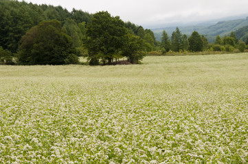 白い花を付けたソバ畑