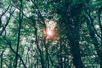Sun shines through forest thicket