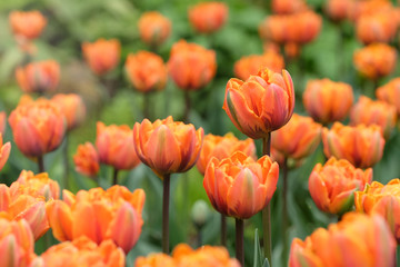 Orange tulips. Background