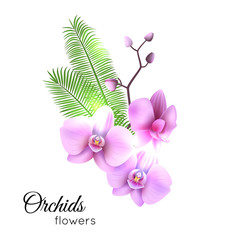Purple streaked orchids flower, branch isolated on white background. Vector illustration