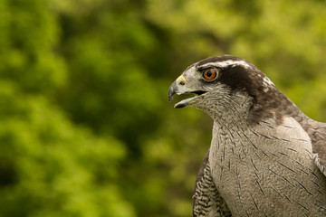 A close up of a Northern Goshawk