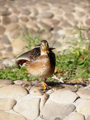 Vrikshasana of the duck. Pose of tree in yoga. About what to do during self-isolation in the...