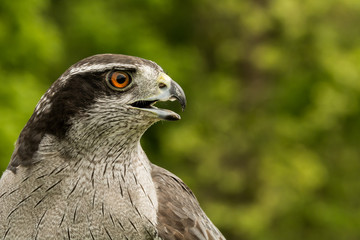 A close up of a Northern Goshawk