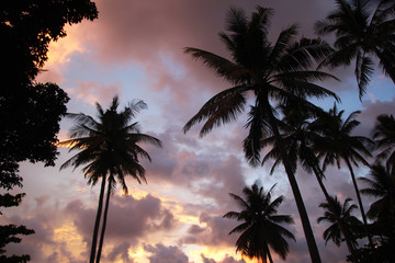 Travel to island Koh Lanta, Thailand. The colorful sky with palms tree at the sunset.