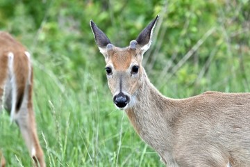 White-tailed deer buck in velvet (Odocoileus virginianus)