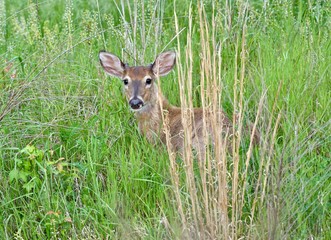 White-tailed deer (Odocoileus virginianus) bedded down in grass