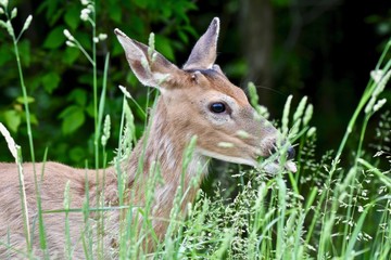 White-tailed deer buck in velvet (Odocoileus virginianus)