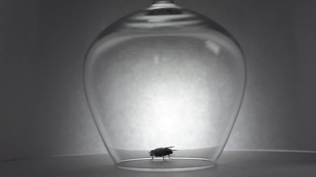 Fliege putzt sich