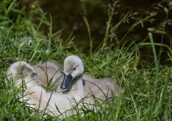 Two week old mute swan babies near a pond in the district of Buechenbach of the city of Erlangen