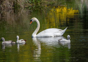Fototapeta premium Two week old mute swan babies swimming together with their parents on a pond in the district of Buechenbach of the city of Erlangen