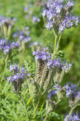 Phacelia tanacetifolia - honey plant for bees