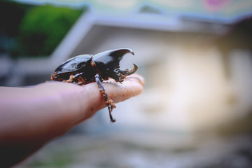Xylotrupes gideon sub Malaysia, short horn beetle on hand, Healthy food in the future, Future protein sources