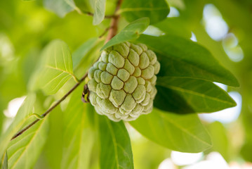 Sugar-apple fruit (Annona squamosa) on a tree branch. Closeup of the tropical fruit that also known as sweetsop or custard apple