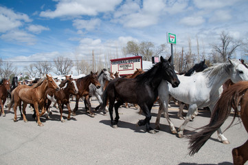 Herd of horses going through Maybell Colorado during annual Sombrero Great American Horse Drive