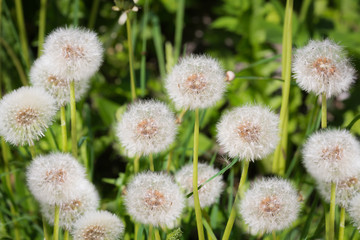  Löwenzahn auf der Sommerwiese