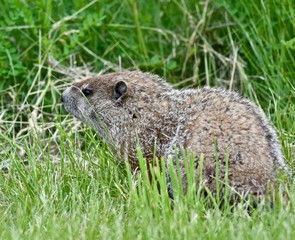 Naklejka na ściany i meble Groundhog (Marmota monax) in a field