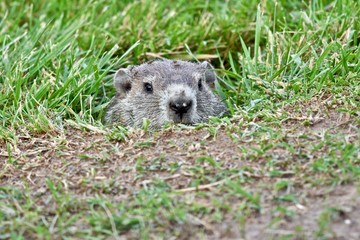 Maryland, USA wildlife in early spring
