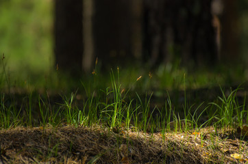 Fresh green grass lit with bright sun in the forest with blurred tree trunks in background