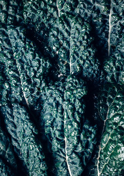 Raw kale leaves, full frame 