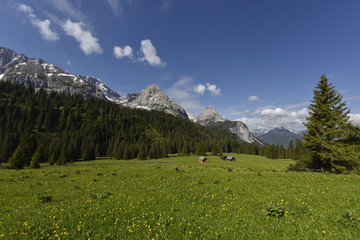 Alpine pasture with romantic hayricks in front of the Mieminger Kette mountain range, Tyrol, Austria