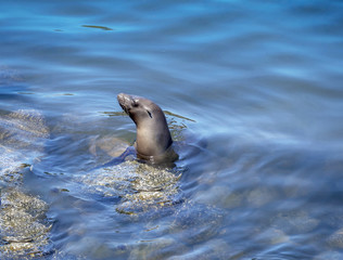 Fototapeta premium Monterey Seal