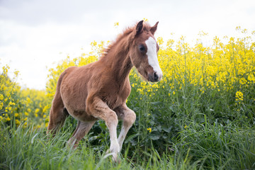 Ponyfohlen im Raps