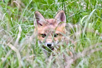 Red fox kit (Vulpes vulpes)