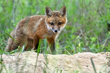 Red fox kit (Vulpes vulpes)