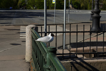 The Seagull on the railing of the bridge in the city