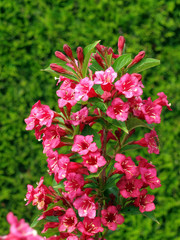Weigela