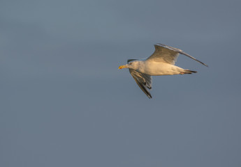 Fototapeta na wymiar Flying seagull